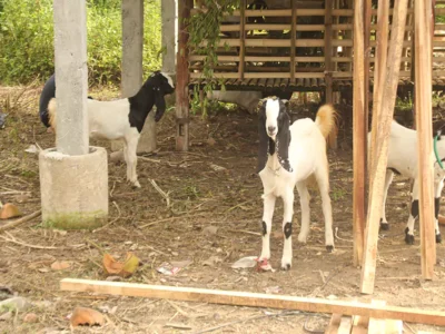yayasan-ekowisata-bagek-kembar-56-6894345eb7d49